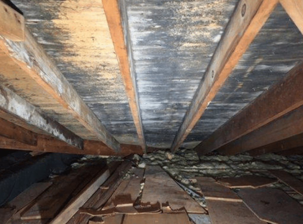 Attic Mold Removal San Diego