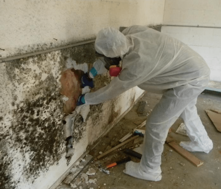 House Mold Remediation San Diego