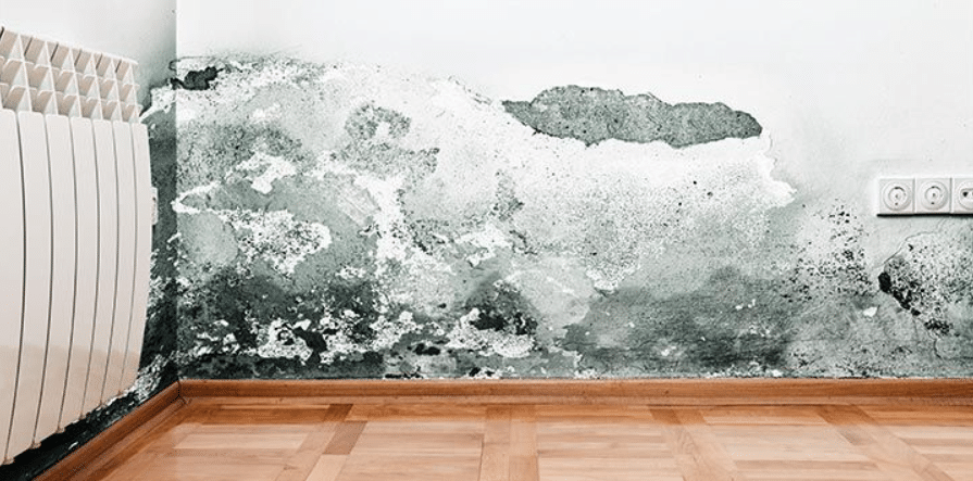 Find Hidden Mold With Our Mold Remediation San Diego CA