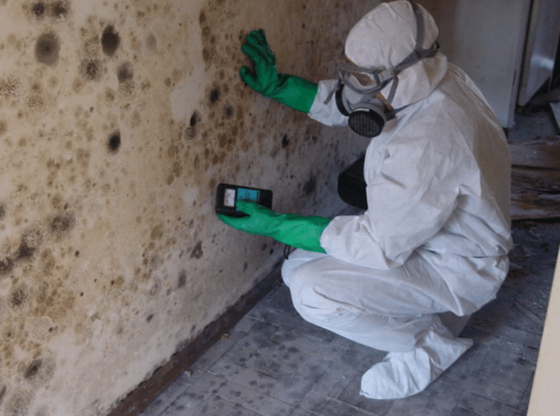 Mold Remediation Companies San Diego