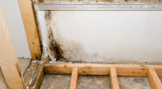 Mold Repair Companies San Diego